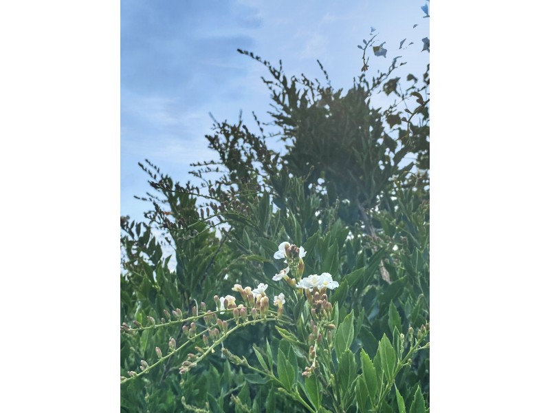 1 Vertigan Place, Ulverstone TAS 7315