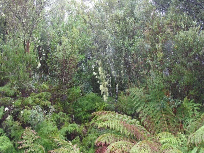 54 Crotty Street, Queenstown TAS 7467
