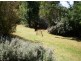 Calala NSW 2340