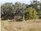 Tintinhull NSW 2352