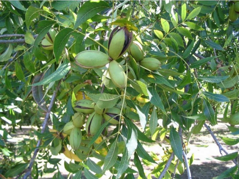 Kootingal NSW 2352