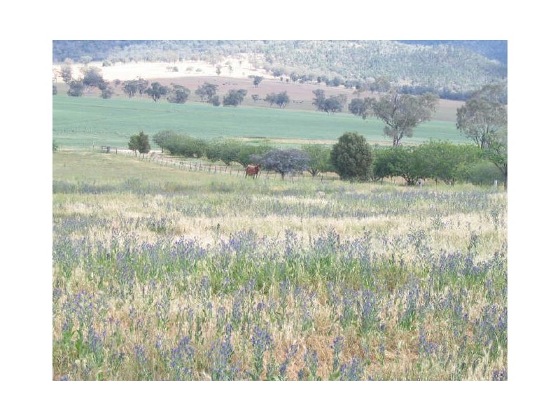 Werris Creek NSW 2341