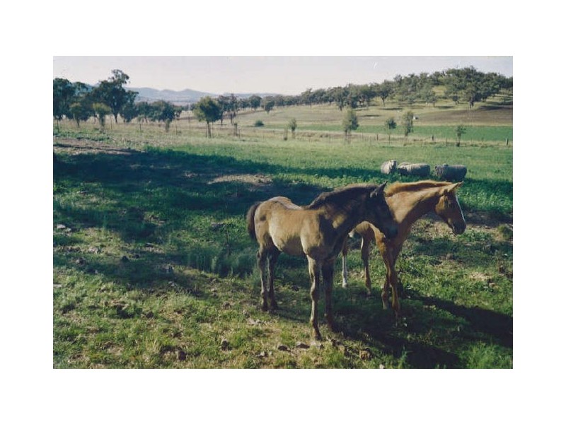 Werris Creek NSW 2341