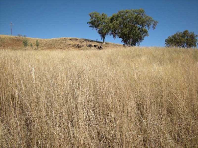 Upper Manilla NSW 2346