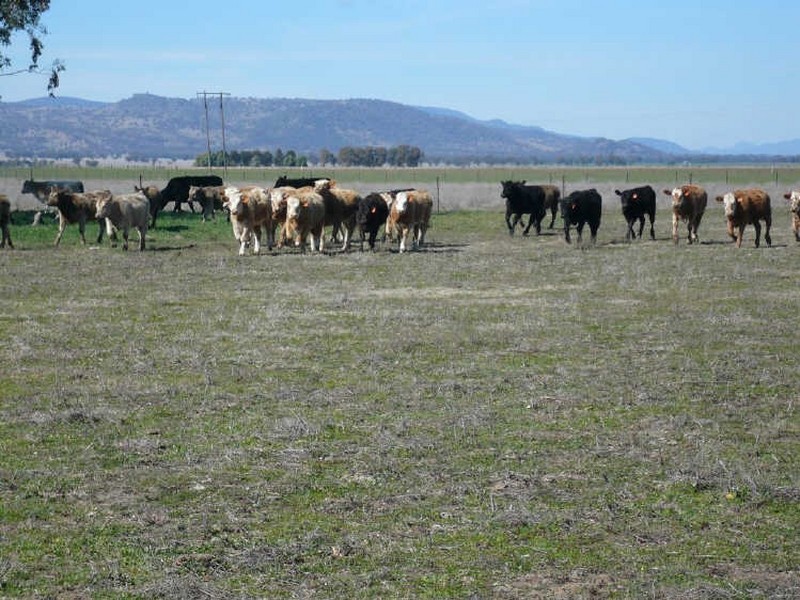 Carroll NSW 2340