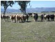 Carroll NSW 2340