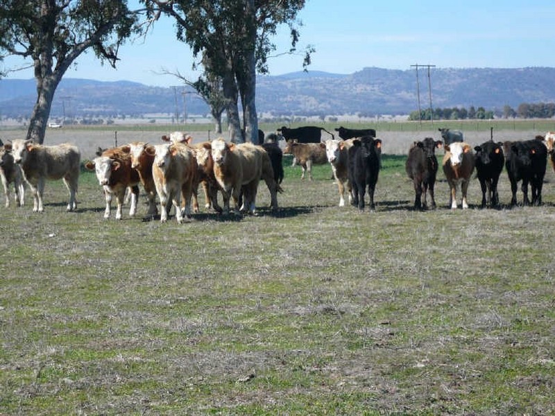 Carroll NSW 2340
