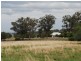 Attunga NSW 2345