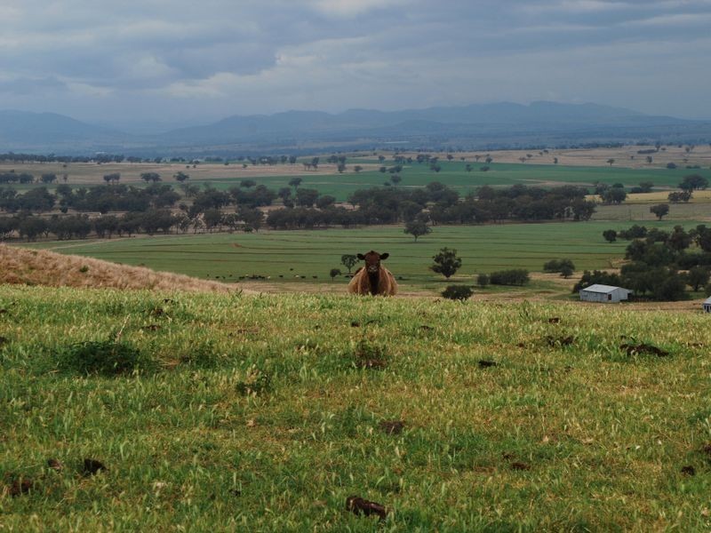 Attunga NSW 2345