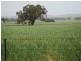 Attunga NSW 2345