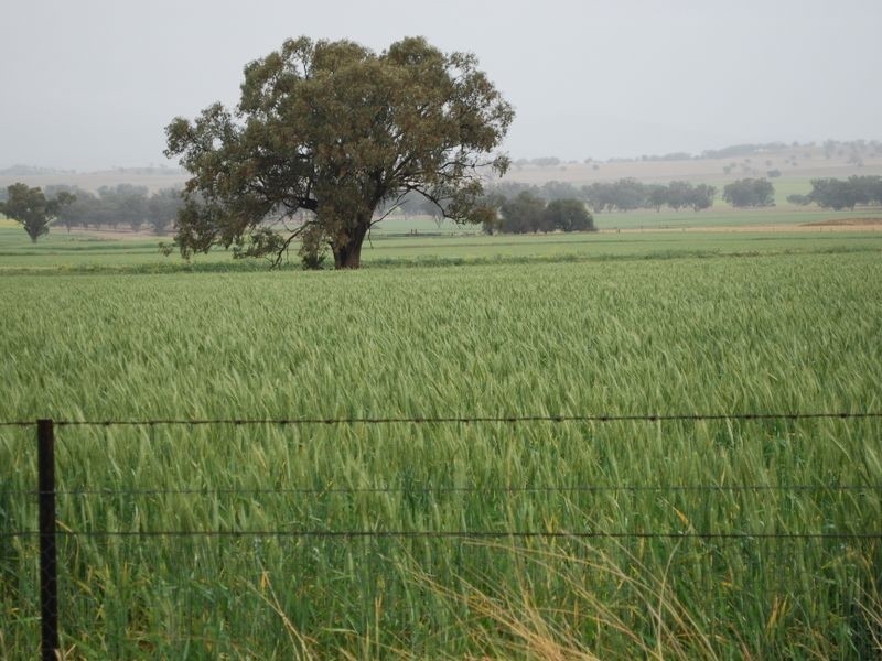 Attunga NSW 2345