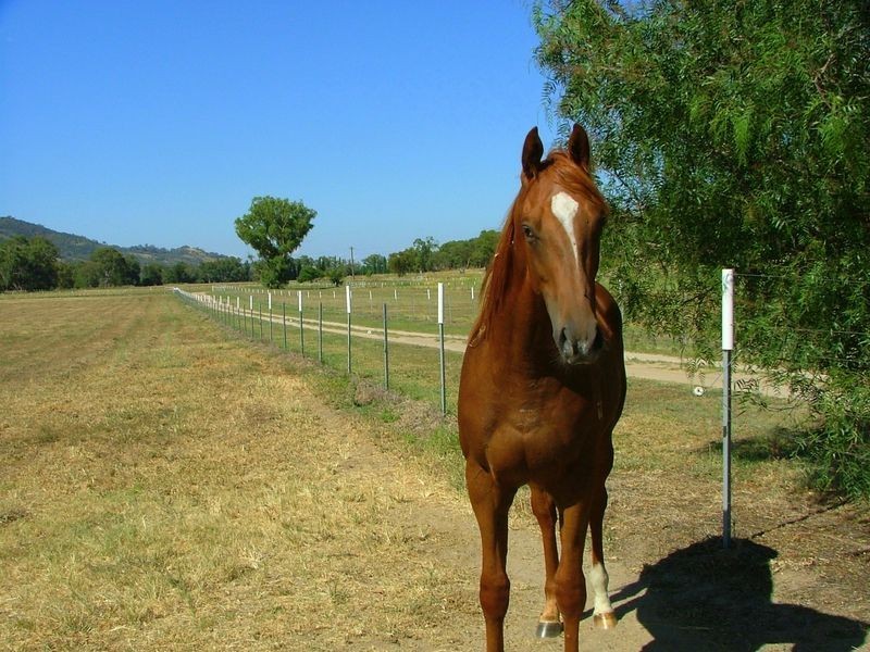 ‘Kara Ja’/172 Sandy Road, Kootingal NSW 2352
