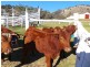 Tamworth NSW 2340
