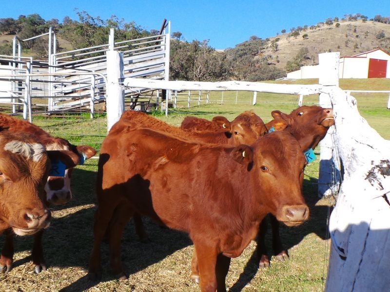 Tamworth NSW 2340