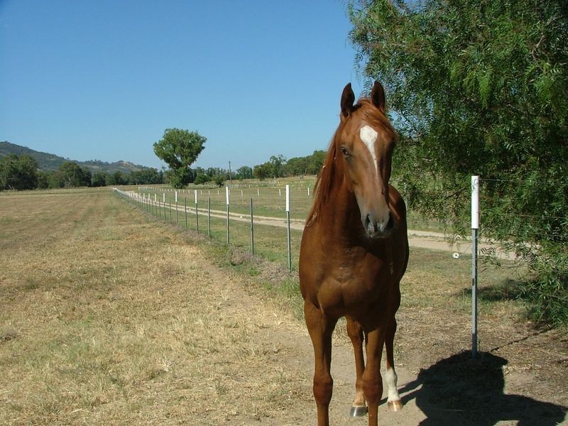 ‘Kara Ja’/172 Sandy Road, Tamworth NSW 2340