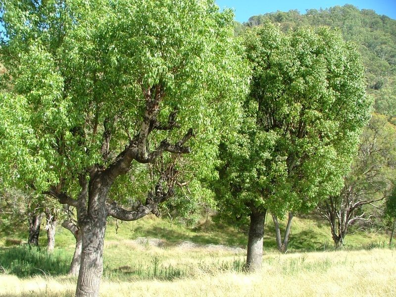 Bendemeer NSW 2355