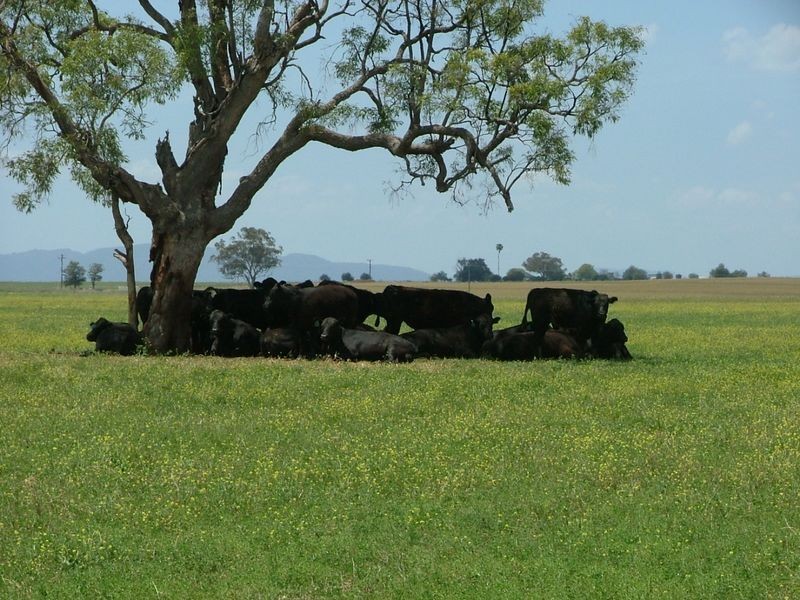 Bithramere NSW 2340