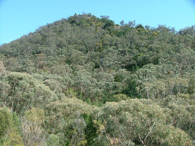 225-419 Attunga Forest Road, Attunga NSW 2345