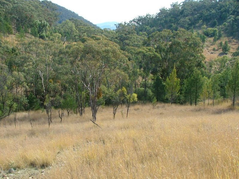 225-419 Attunga Forest Road, Attunga NSW 2345