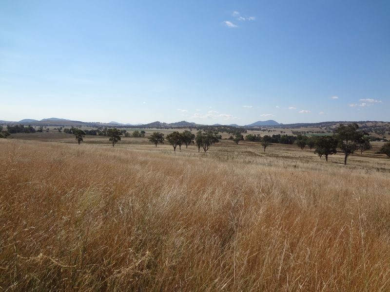 Quirindi NSW 2343