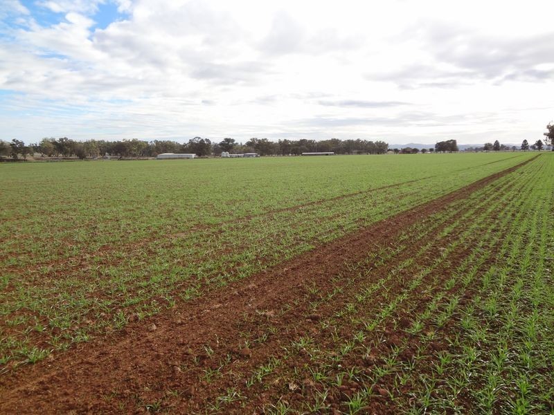 ‘Danalie’/532 Gowrie Road, Duri NSW 2344