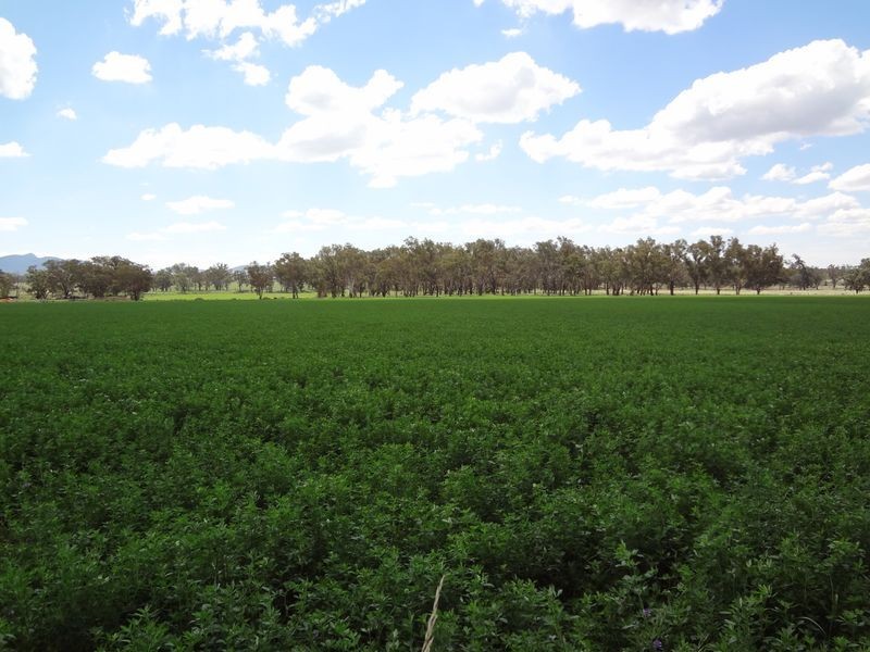 ‘Danalie’/532 Gowrie Road, Tamworth NSW 2340