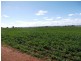 Spring Ridge NSW 2343