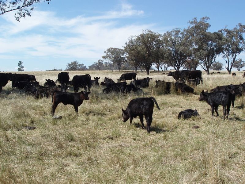 Tamworth NSW 2340