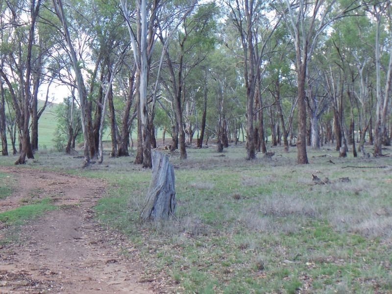Nemingha NSW 2340