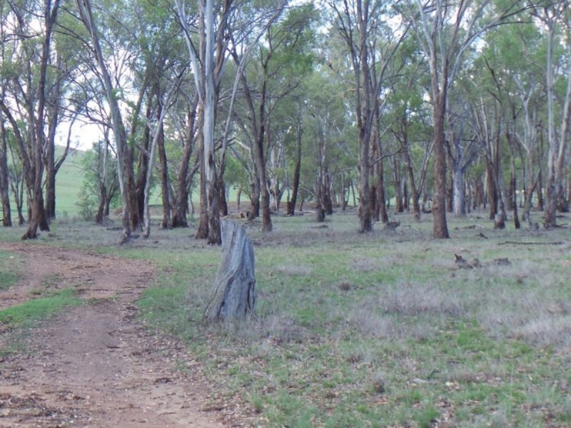 Nemingha NSW 2340