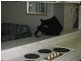 5F/3277 The Esplanade, Surfers Paradise QLD 4217
