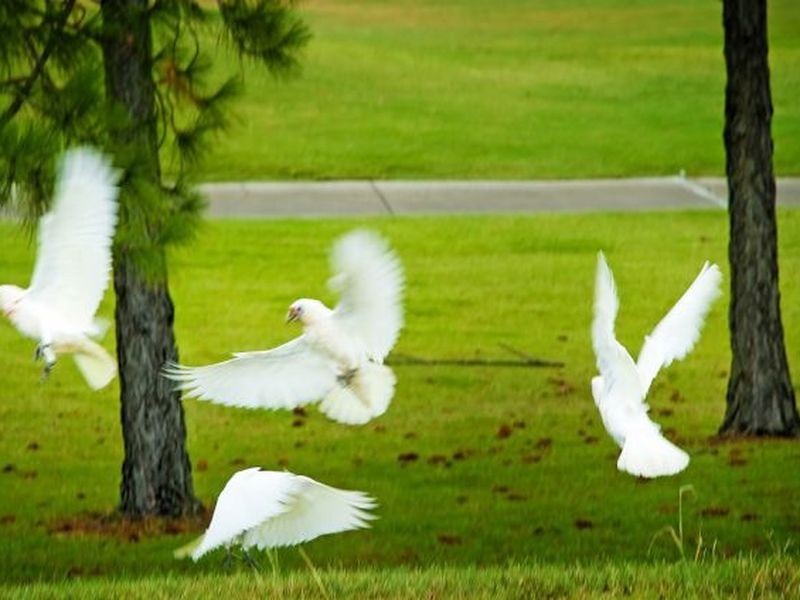 2267 Banksia Lakes Drive, Sanctuary Cove QLD 4212