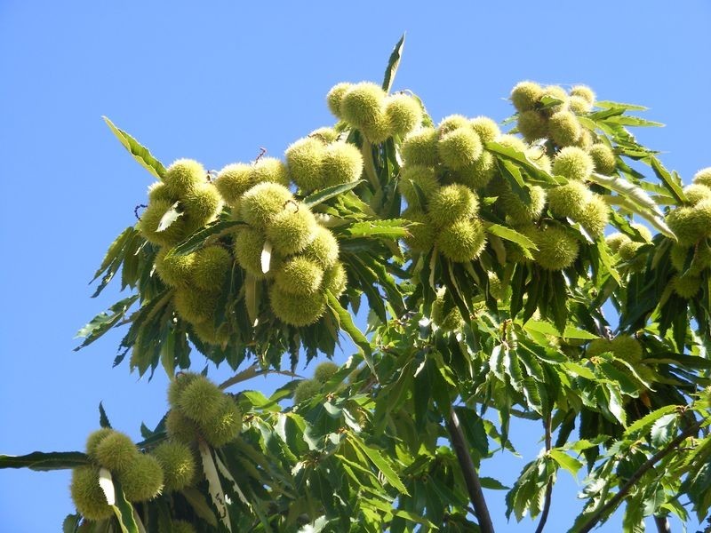 11 Circular Creek Road, Stanley VIC 3747