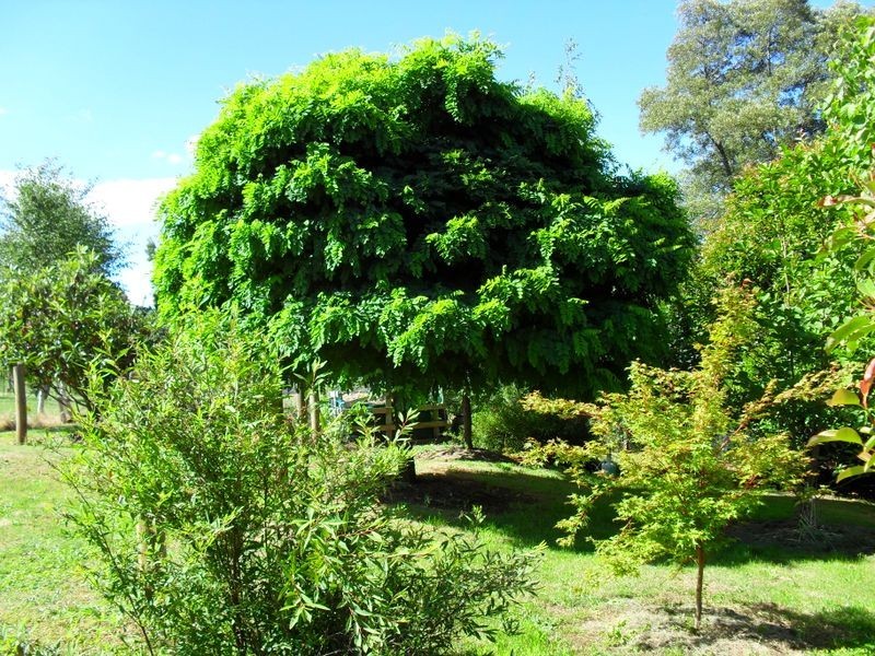 98 Mt Stanley Rd, Stanley VIC 3747