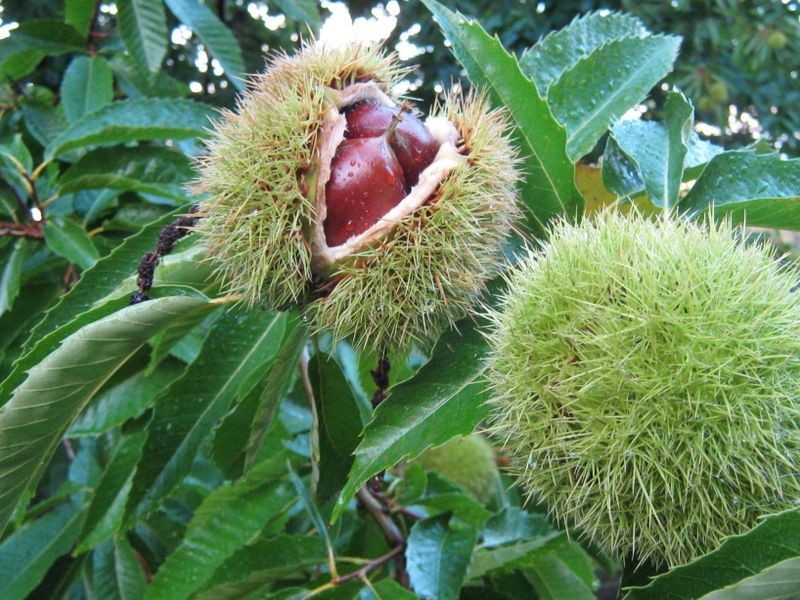 104 Mt Stanley Road, Stanley VIC 3747