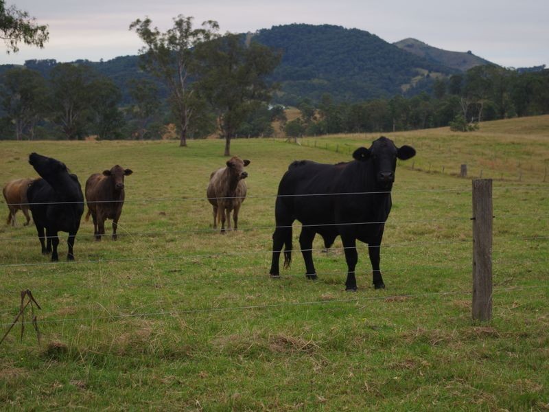 1001 Wherrol Flat Road, Wherrol Flat NSW 2429