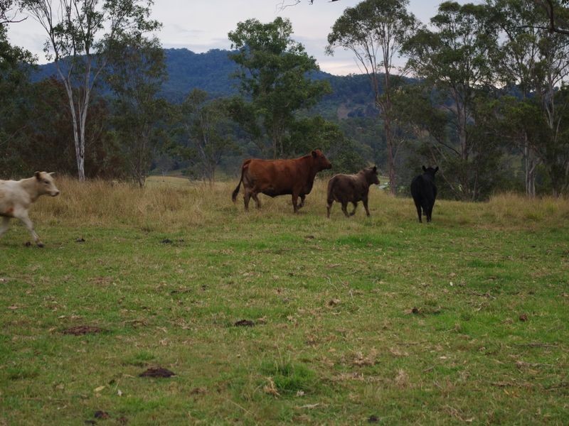 1001 Wherrol Flat Road, Wherrol Flat NSW 2429