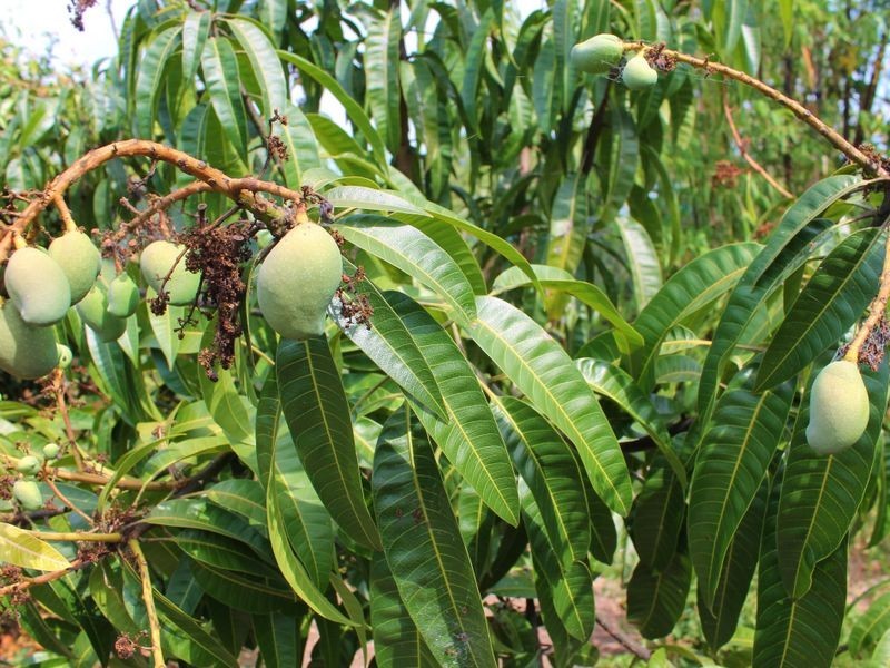 5 Pindari Crescent, Taree NSW 2430