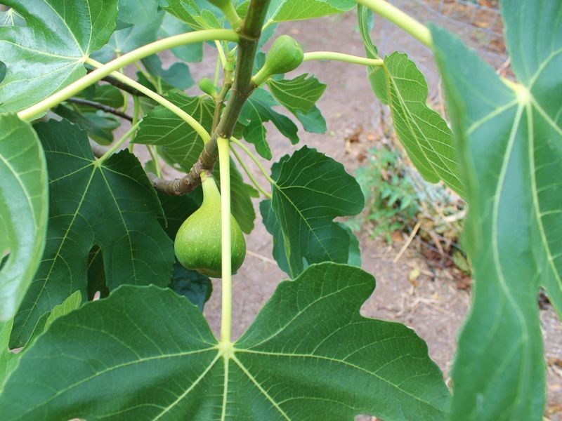 5 Pindari Crescent, Taree NSW 2430