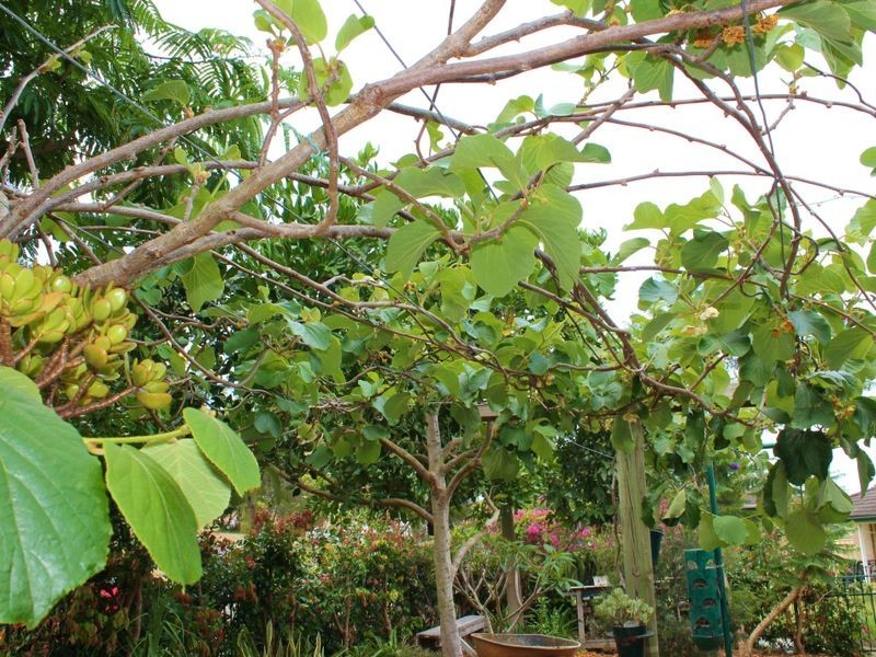 5 Pindari Crescent, Taree NSW 2430