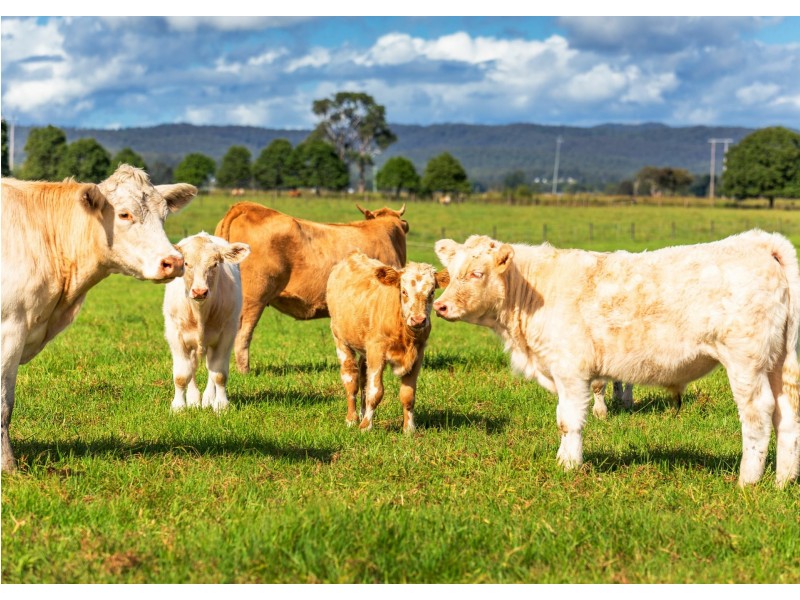 136 Mondrook Lane, Mondrook NSW 2430