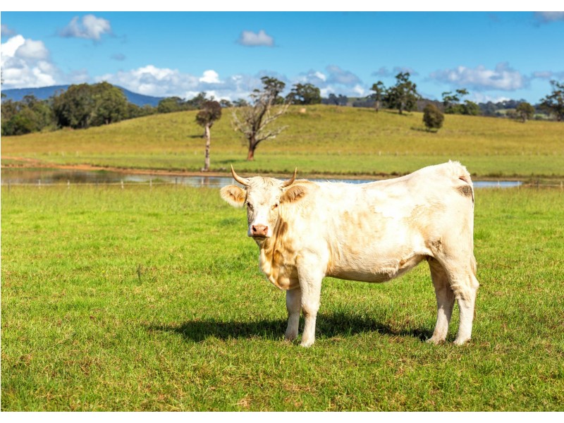 136 Mondrook Lane, Mondrook NSW 2430