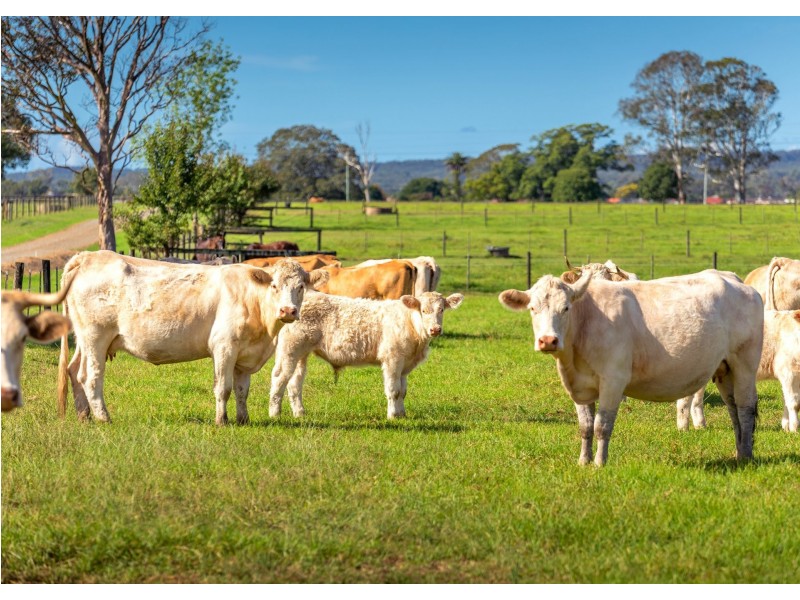 136 Mondrook Lane, Mondrook NSW 2430