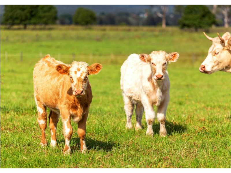 136 Mondrook Lane, Mondrook NSW 2430