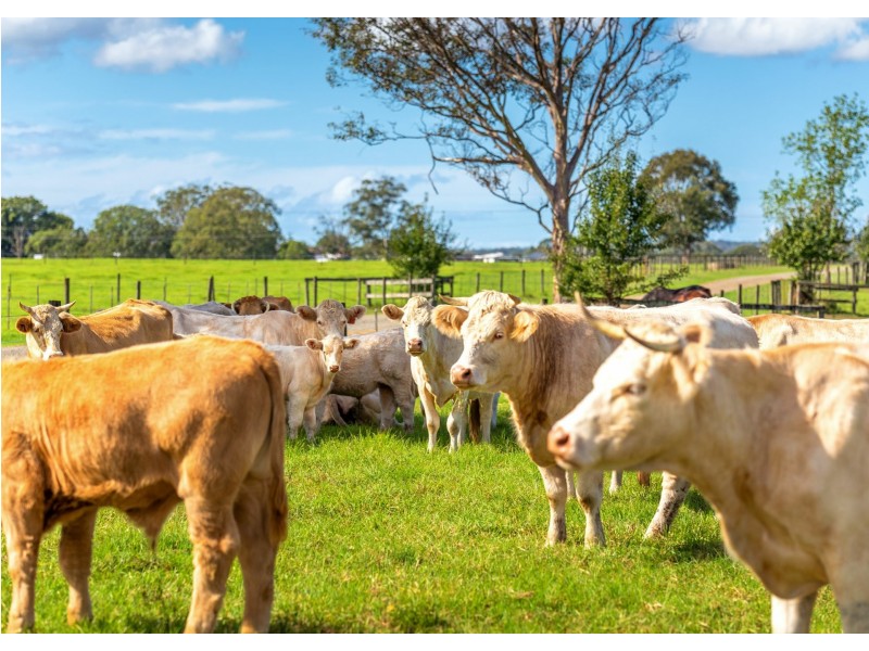 136 Mondrook Lane, Mondrook NSW 2430