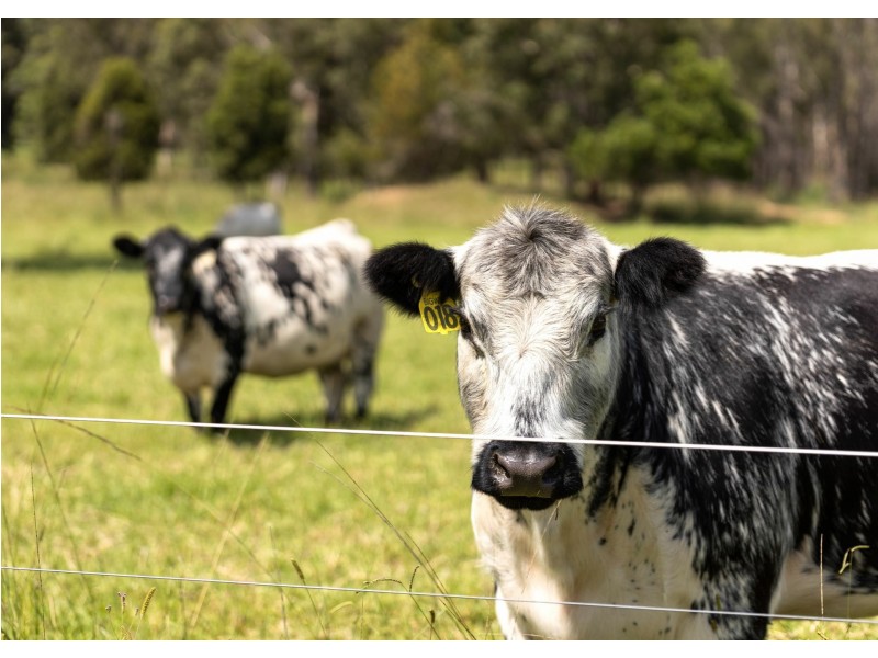 215 Careys Road, Hillville NSW 2430