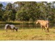 159 Bull Hill Road, Tinonee NSW 2430