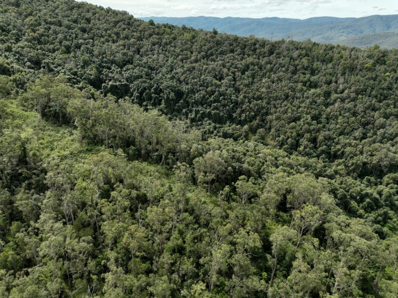 219 Beetons Road, Caffreys Flat NSW 2424