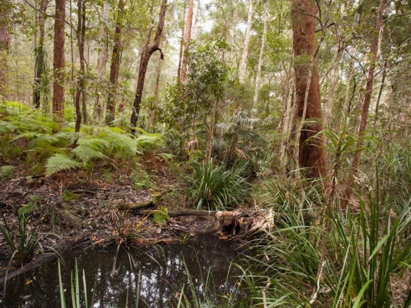 213 Tallwood Drive, Tallwoods Village NSW 2430