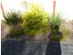 Taree NSW 2430